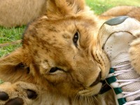 Cucciolo di leone masticare il mio piede