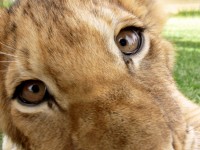 Lion cub faccia closeup