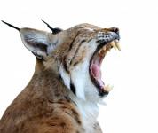 Lynx, Bobcat elszigetelt