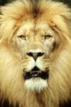 Majestueuze leeuw
