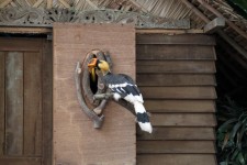 Hornbills maschi avendo cura