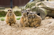 Meerkat Family Group
