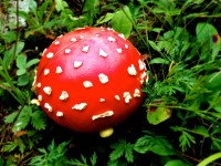 Funghi sul sentiero della foresta