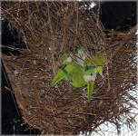 Nest with dwarf parrots