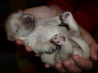 Perrito recién nacido