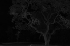 Nacht Baum