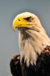 North american bald eagle