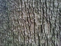Vecchio albero corteccia di carta da par