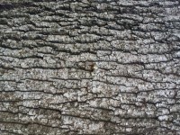 Viejo papel pintado corteza de árbol
