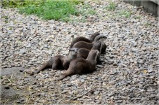 Family otters 1