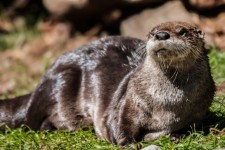 Otter scăldat de soare