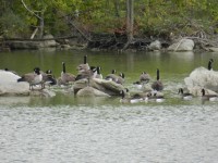 Canada Geese (4)