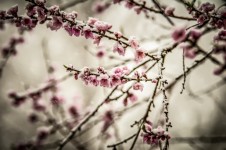 Perzik bloesem in het voorjaar