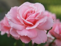 粉红色的玫瑰