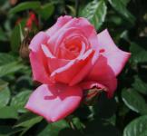 Rózsaszín rózsa és bimbó