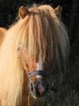 Portrait d'un poney