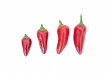 Piros chili paprika