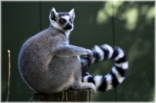 Lemur de cola anillada 18
