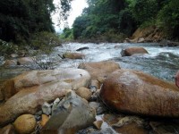 Río y paisaje forestal