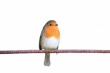 Robin Pássaro fundo isolado
