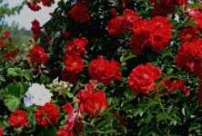 Rose bush with bright red roses