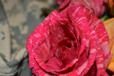 Rose Petals Vine