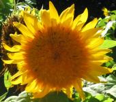 Floarea-soarelui