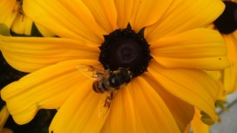 Sunflower And Bee