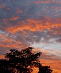 Sunset over syringa tree