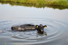 Swimming cow