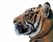 Tiger izolované bílém pozadí