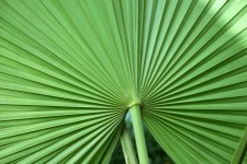 Tropical leaf fan