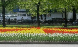 Tulpen in Moskou