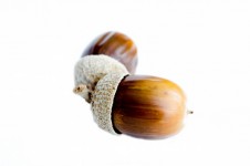 Two Acorns On A White Background