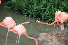 Two flamingo fighting with beak
