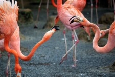 Two Flamingo Fighting With Beak