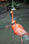 Two flamingo walking together