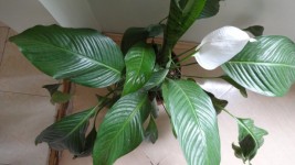 Vaso com Planta - Plant