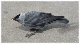Bird Snack 4