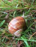 Snail In The Grass