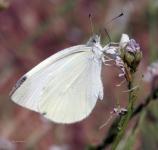 Mariposa blanca