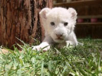 Cucciolo di leone bianco