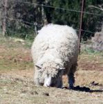 Białe owce na farmie
