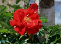 Wilde rote Rose