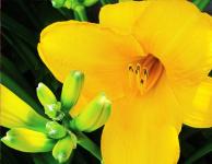Flor amarela # 2