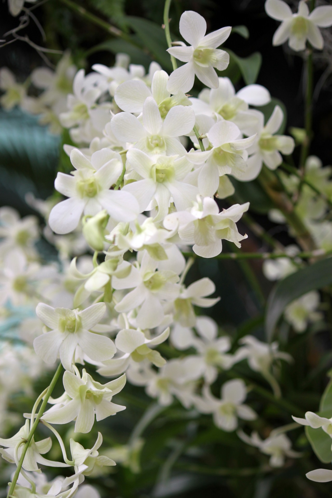 Кусок белый цветок орхидеи