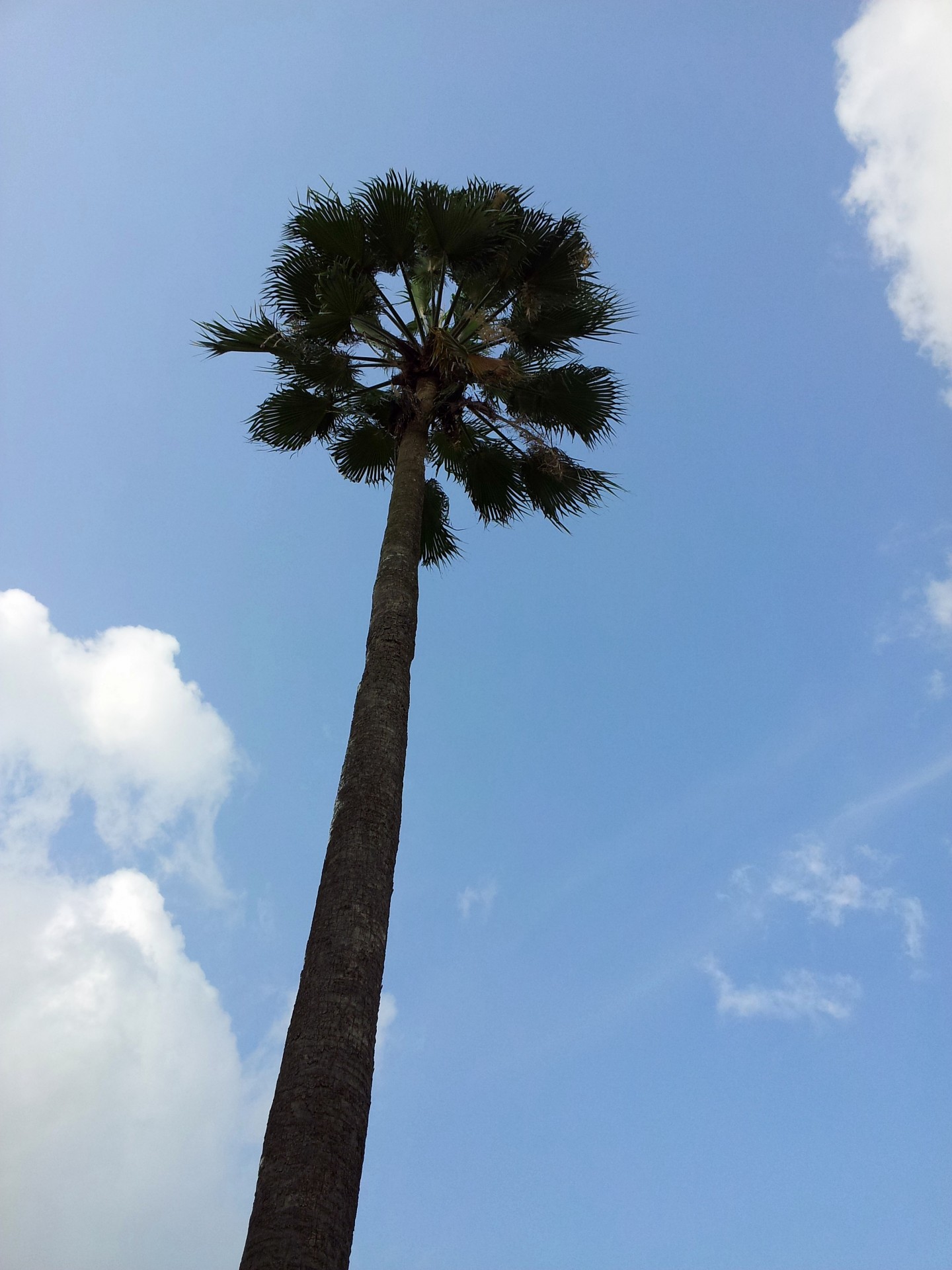 Eine Kokosnuss Baum und der Himmel
