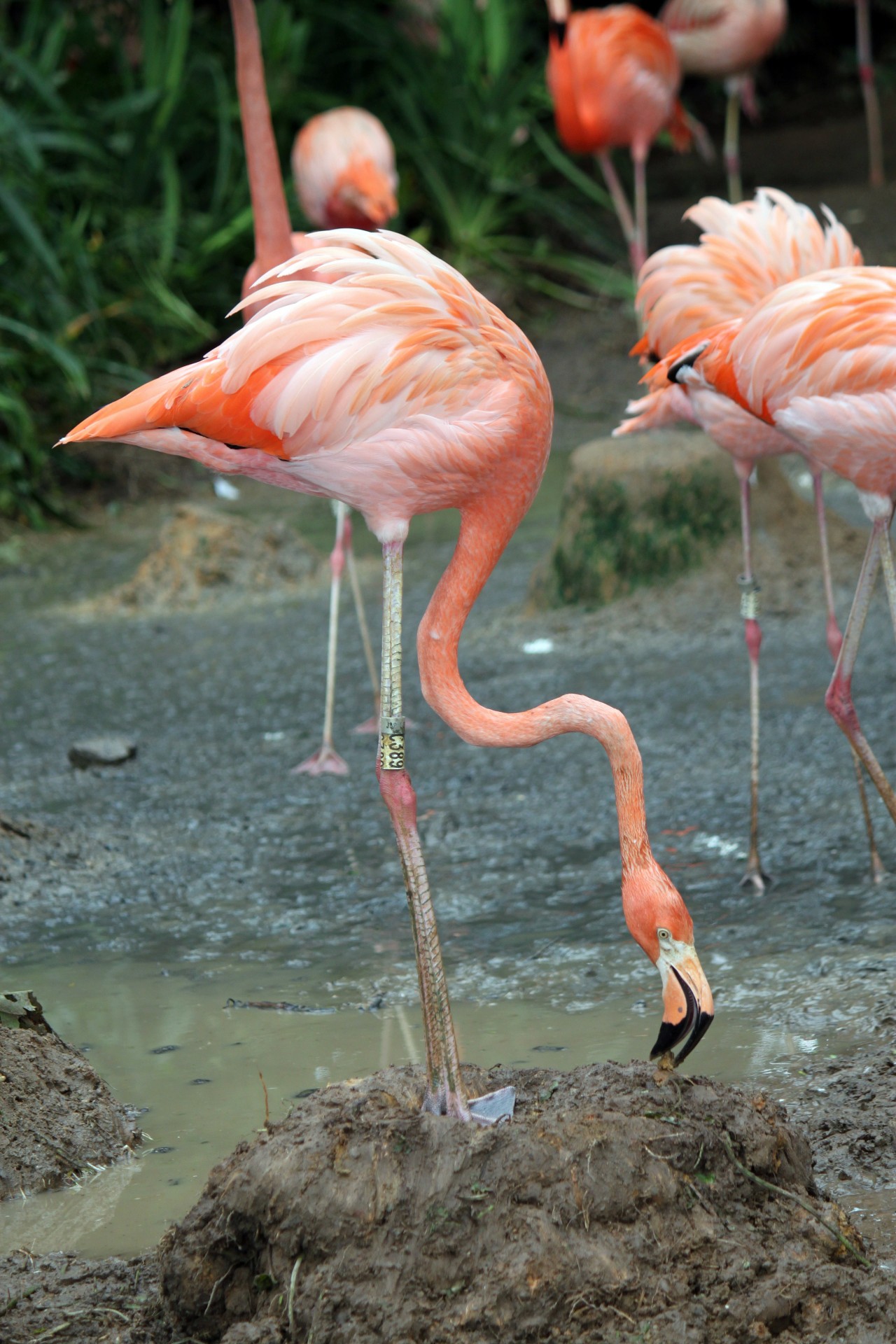 Ein Flamingo der Suche nach Nahrung