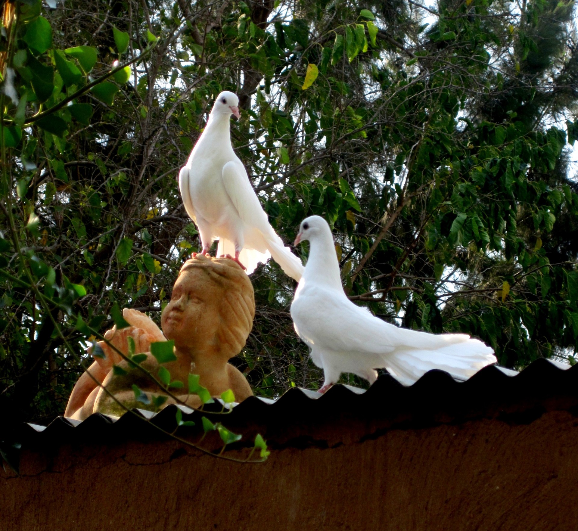 Ein Paar Tauben
