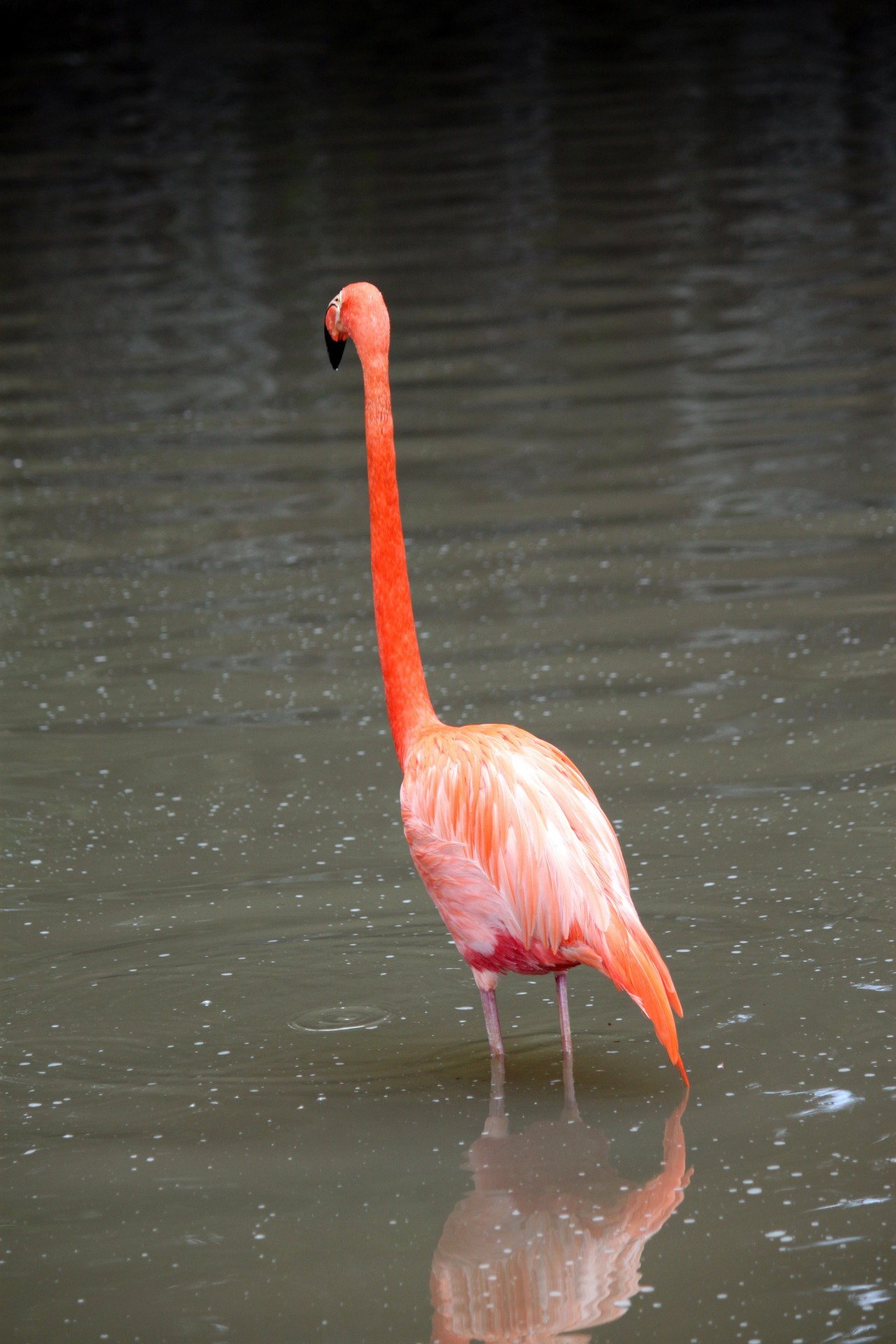 Один фламинго в парке птиц